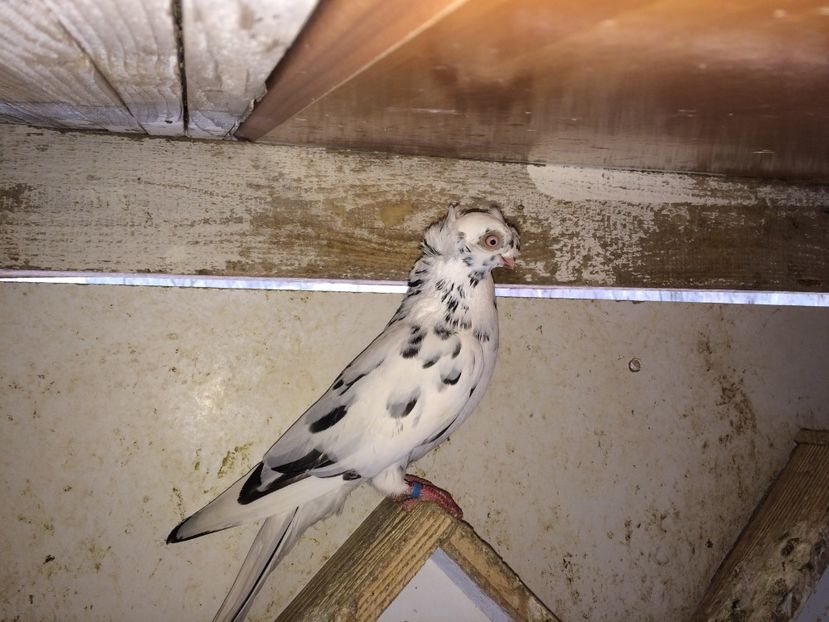  - 02 de prin volieră