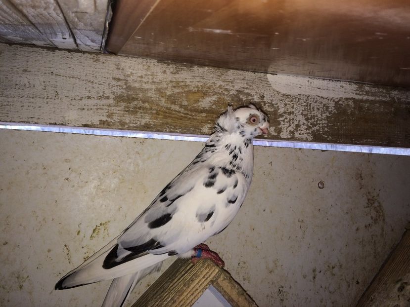  - 02 de prin volieră