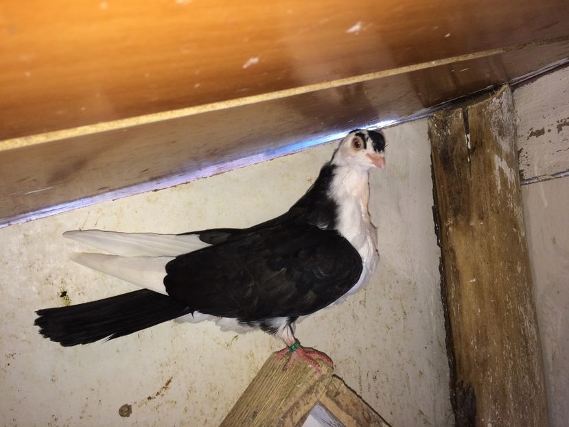  - 02 de prin volieră