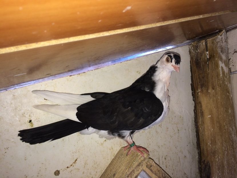  - 02 de prin volieră