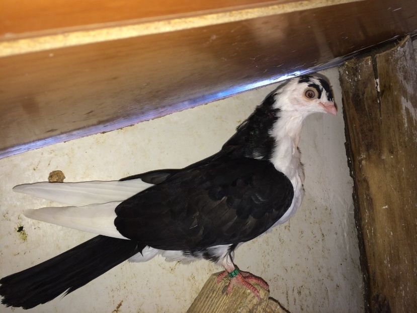  - 02 de prin volieră