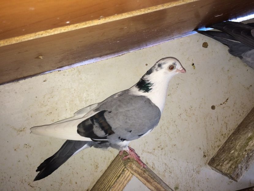  - 02 de prin volieră