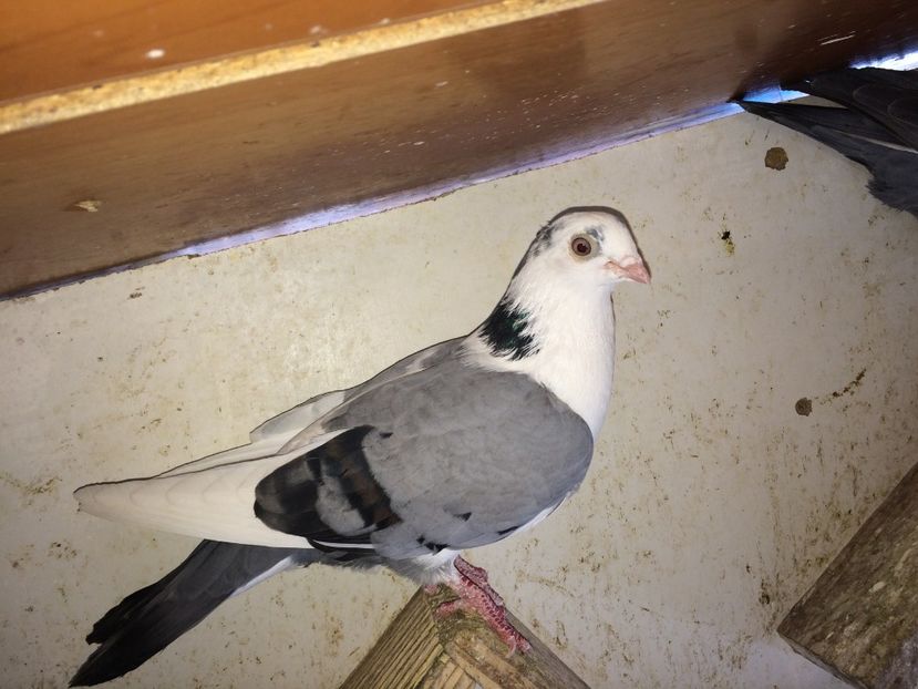  - 02 de prin volieră