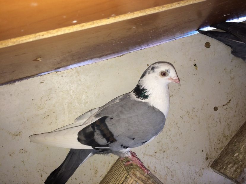  - 02 de prin volieră