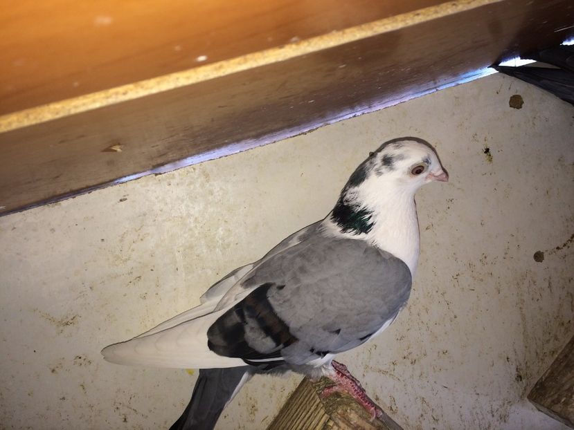  - 02 de prin volieră