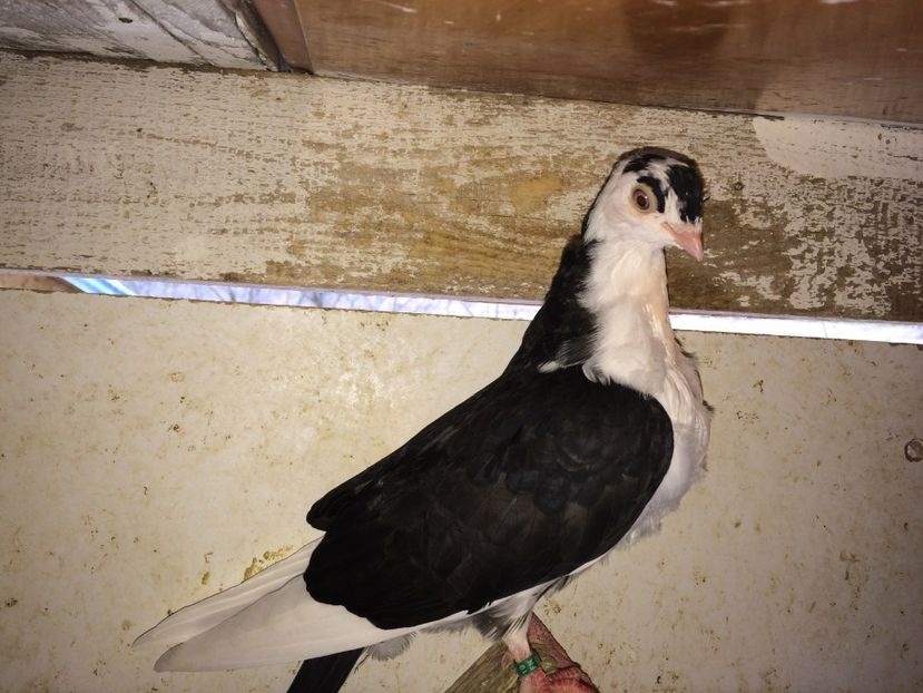  - 02 de prin volieră