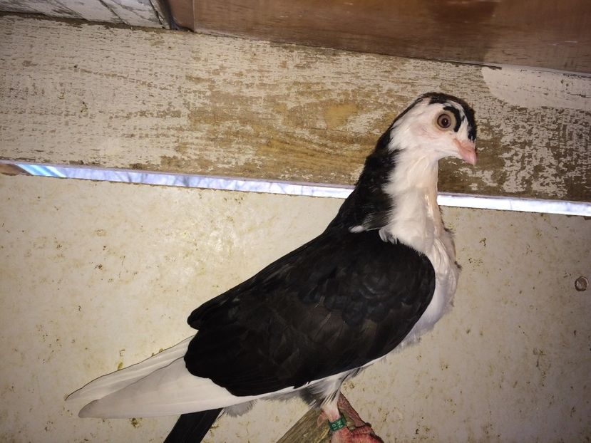  - 02 de prin volieră