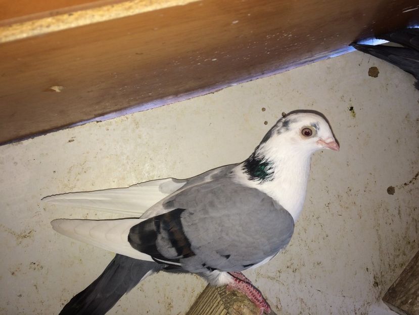  - 02 de prin volieră