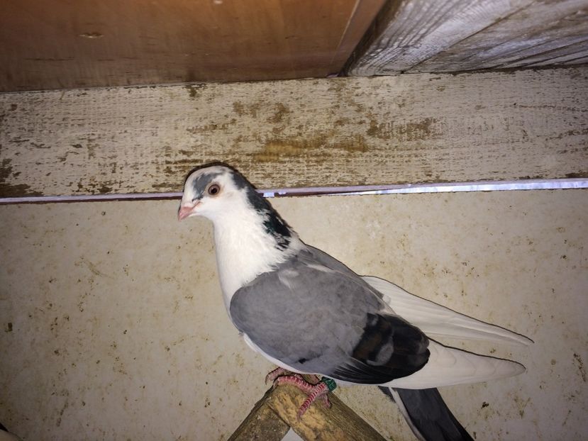  - 02 de prin volieră