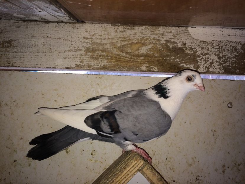  - 02 de prin volieră