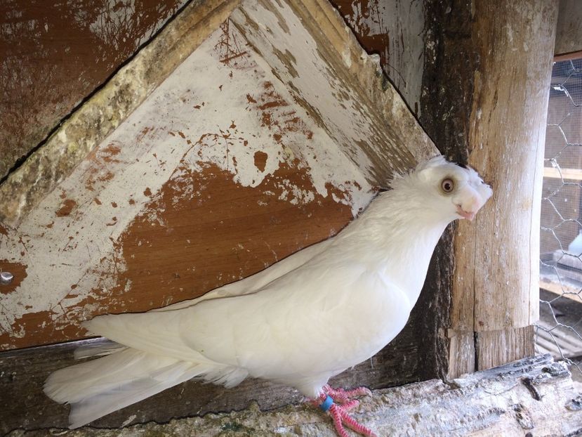  - 02 de prin volieră