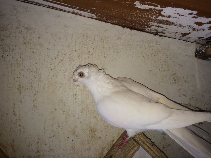  - 02 de prin volieră