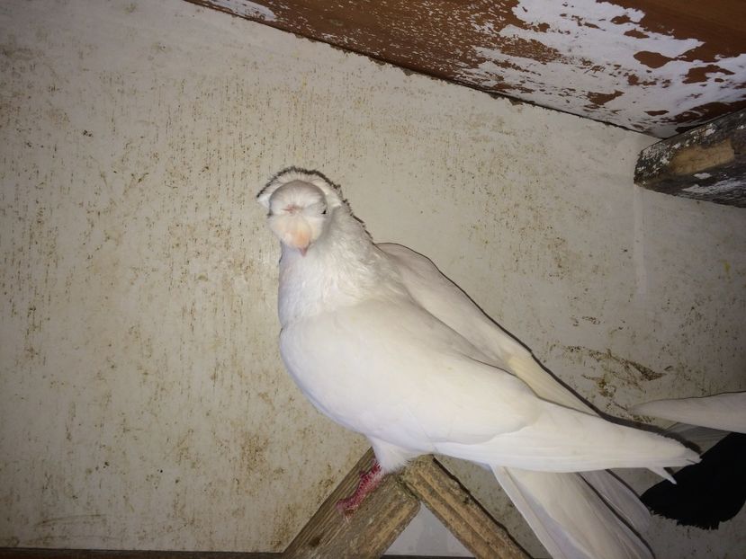  - 02 de prin volieră