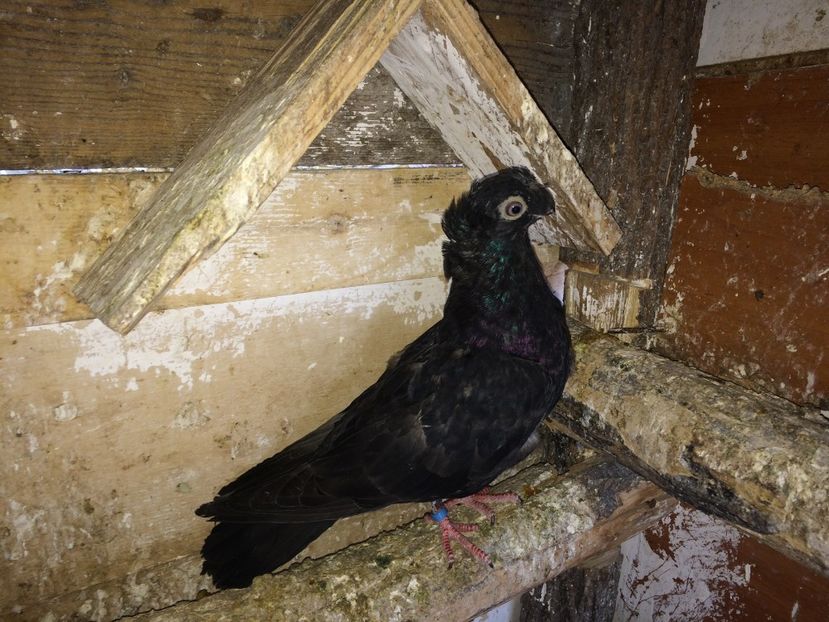  - 02 de prin volieră