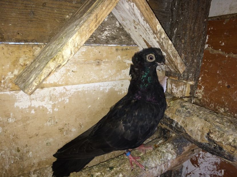  - 02 de prin volieră