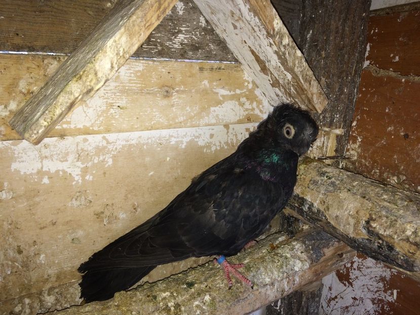  - 02 de prin volieră