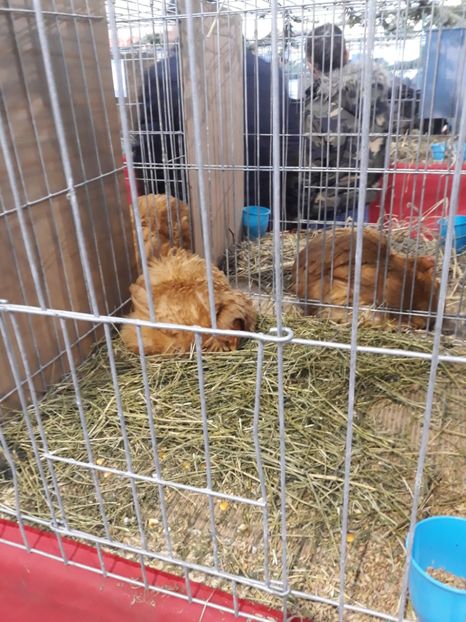  - Expo 2019 Iasi