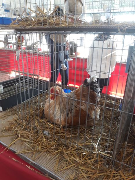  - Expo 2019 Iasi