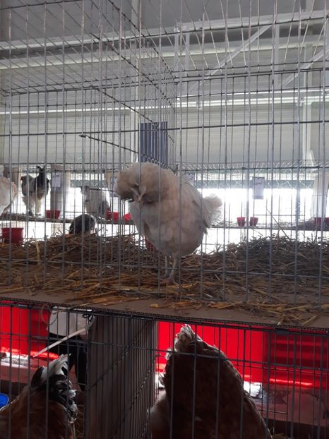  - Expo 2019 Iasi