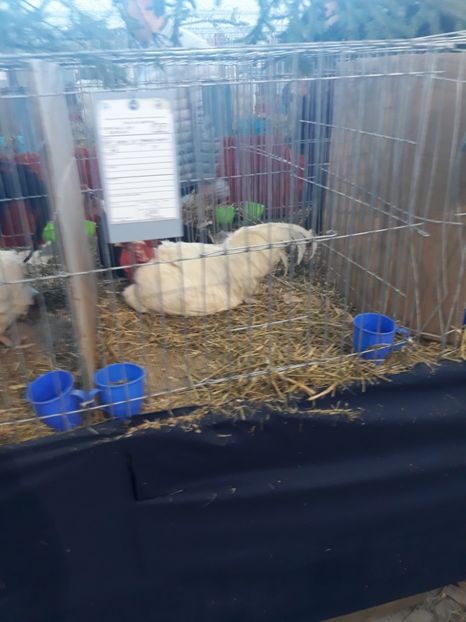  - Expo 2019 Iasi