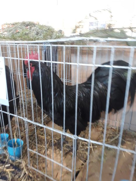  - Expo 2019 Iasi