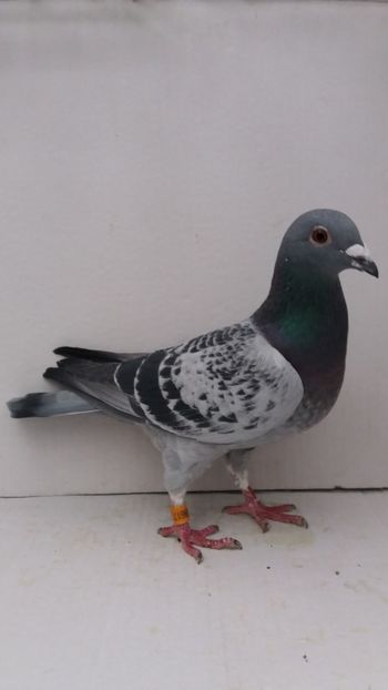 FZ 2014 14C achizitie - De vanzare voiajori 2