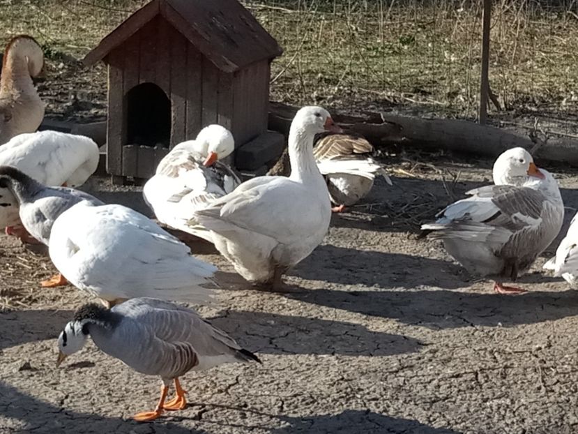  - Gâște 2018 și 2019