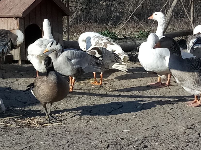  - Gâște 2018 și 2019