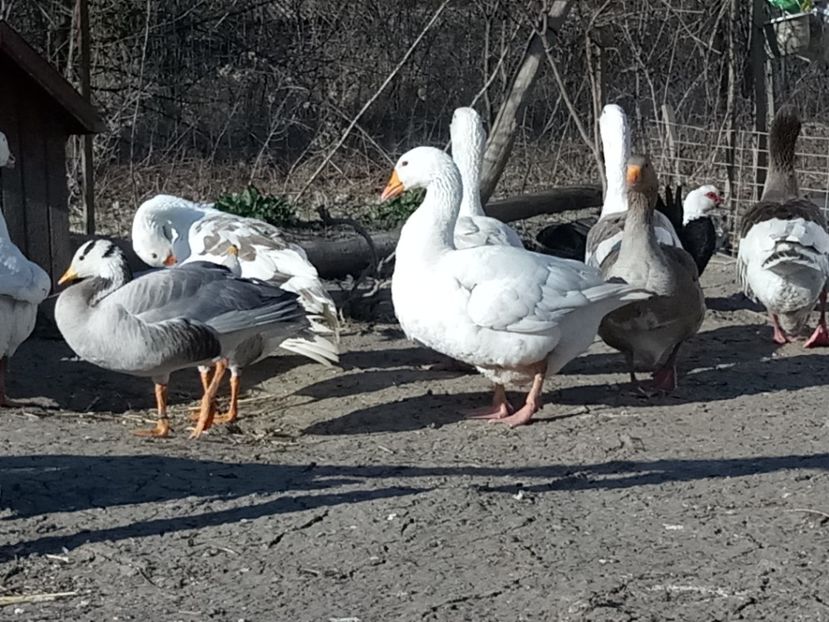  - Gâște 2018 și 2019