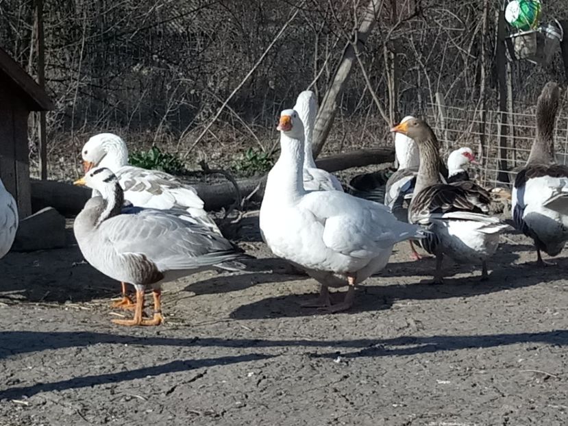  - Gâște 2018 și 2019