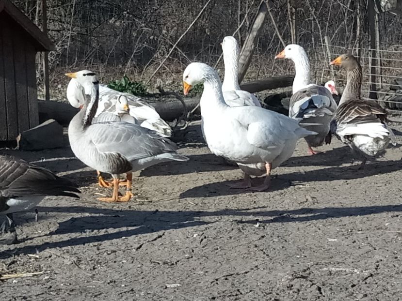  - Gâște 2018 și 2019