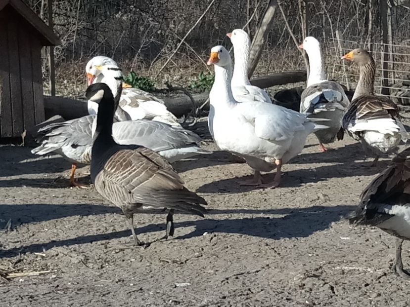  - Gâște 2018 și 2019