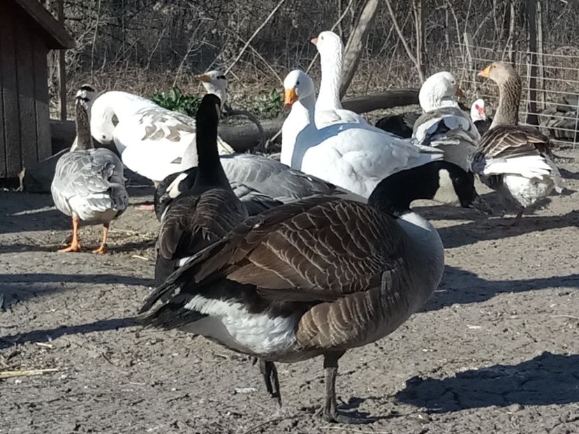  - Gâște 2018 și 2019