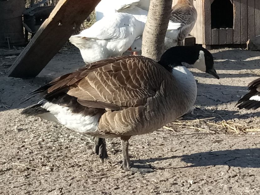  - Gâște 2018 și 2019