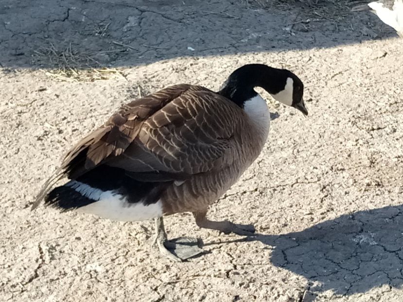  - Gâște 2018 și 2019