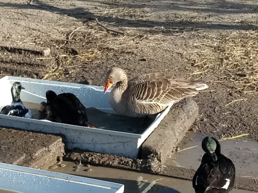  - Gâște 2018 și 2019