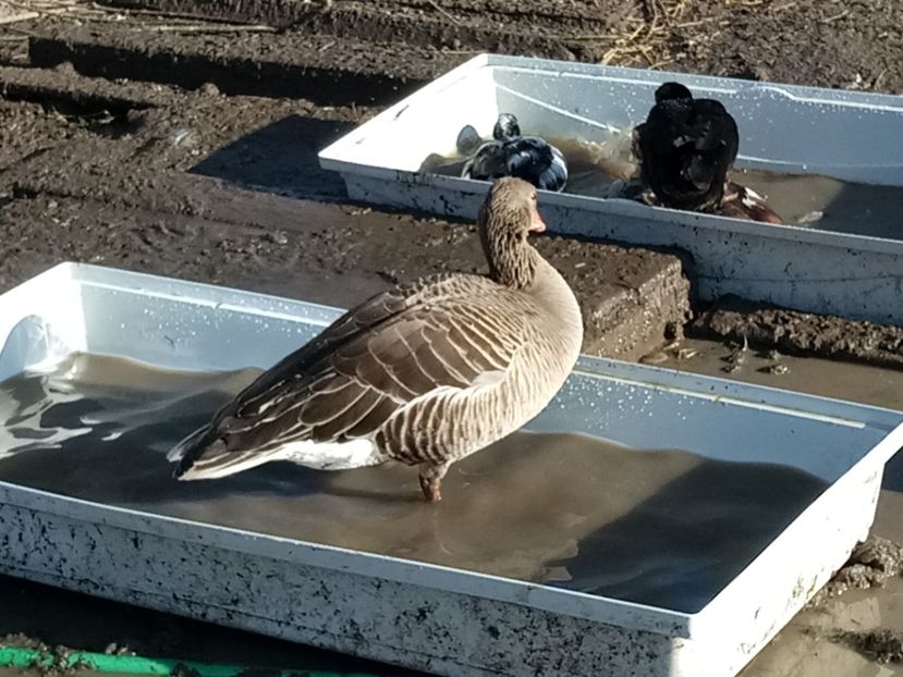  - Gâște 2018 și 2019