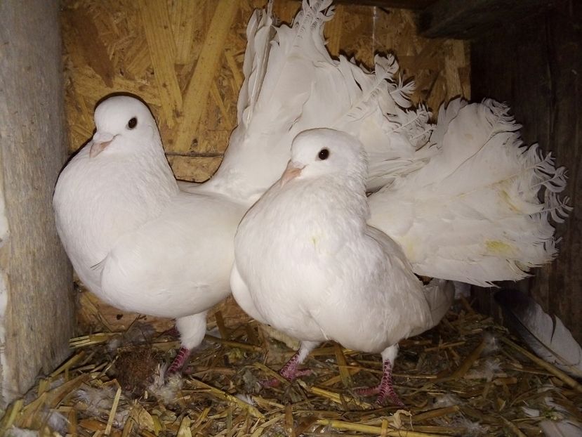  - Matca de porumbei voltați 2019