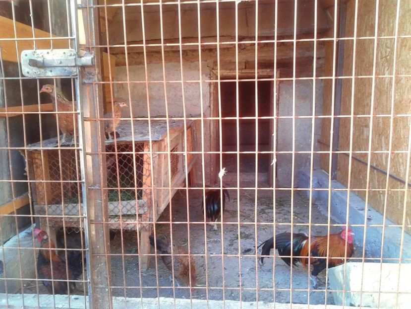 received_1893414840919689 - Găini Pitice