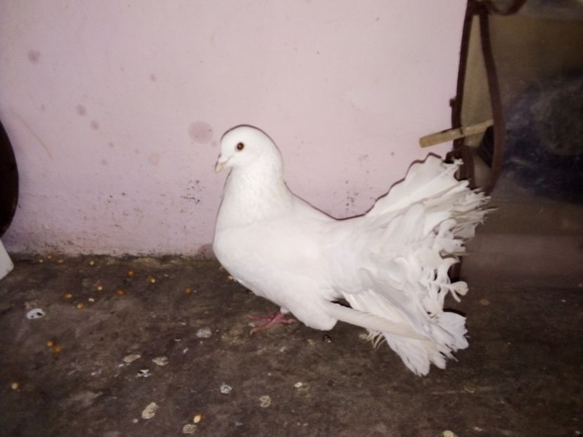  - Porumbei Voltați