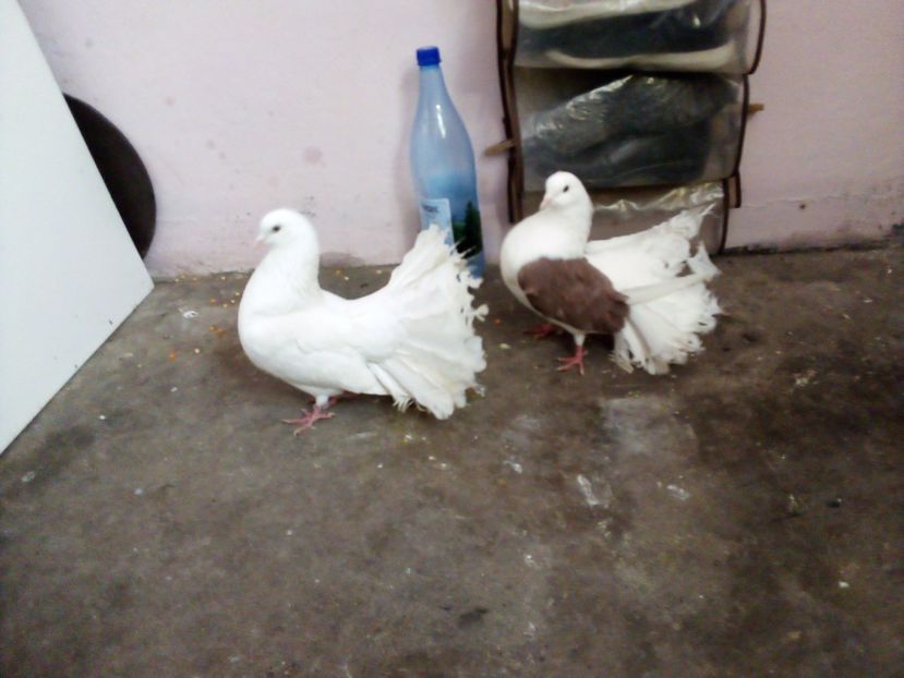  - Porumbei Voltați