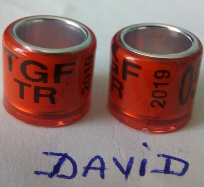 2019-TURCIA- 8mm fara talon....-1 leu - Inele porumbei 2019 de vanzare