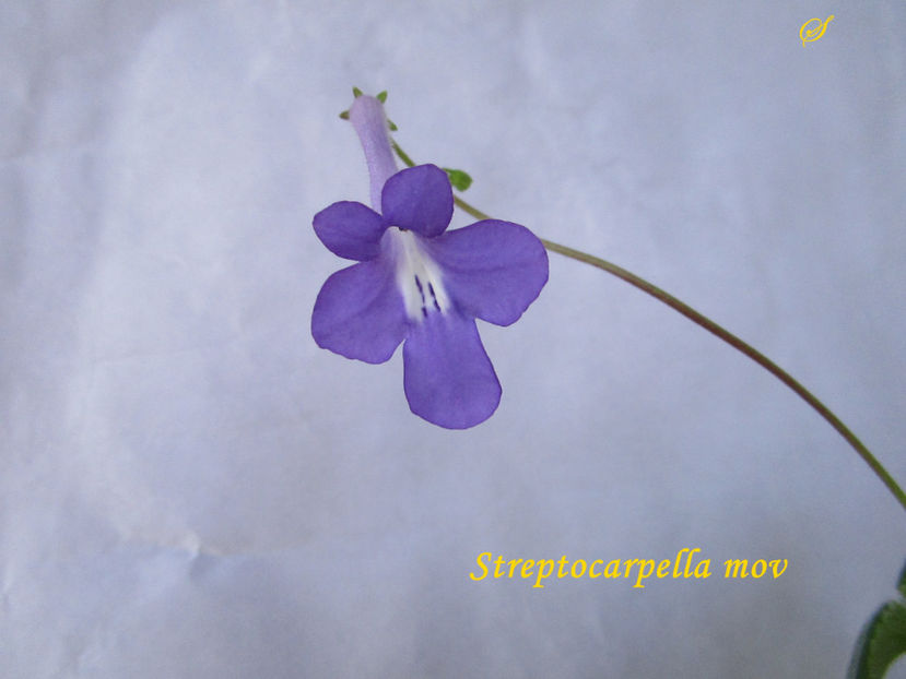 Streptocarpella mov(11-03-2019) - Gesneriaceae 2019