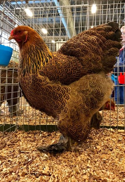 Germania - Kathleen Leu - BRAHMA CLUB ROMANIA Facebook