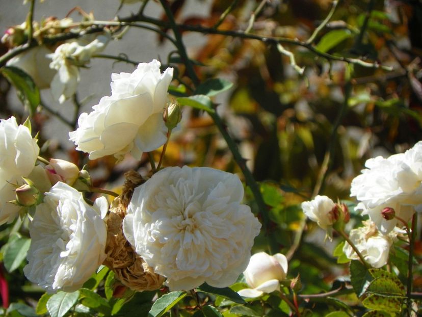  - Trandafiri 2018 ii