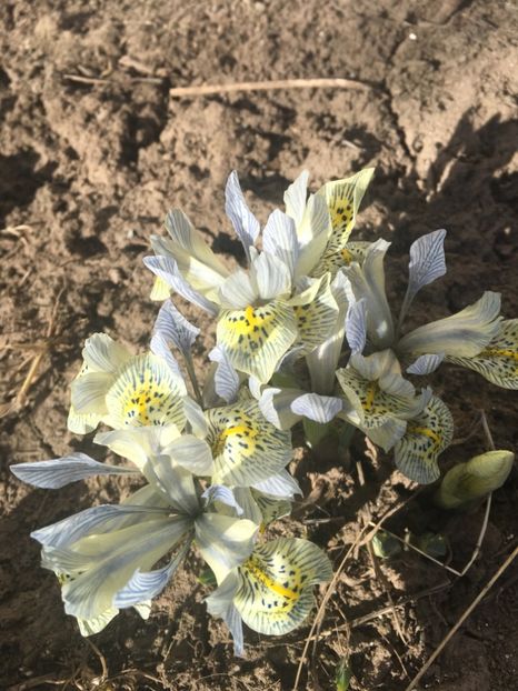 irisi reticulata - Gradina 2019