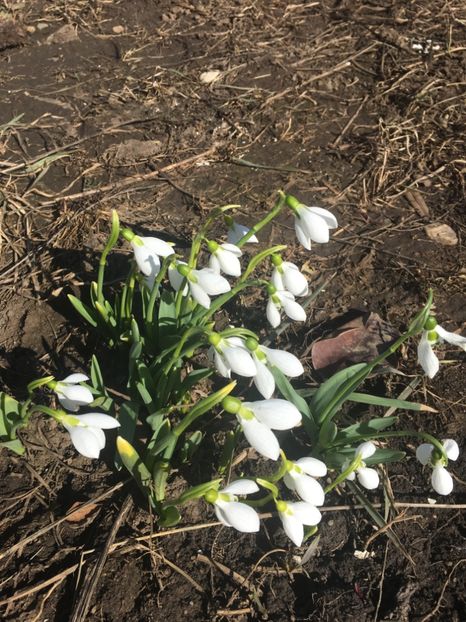 ghiocei - Gradina 2019