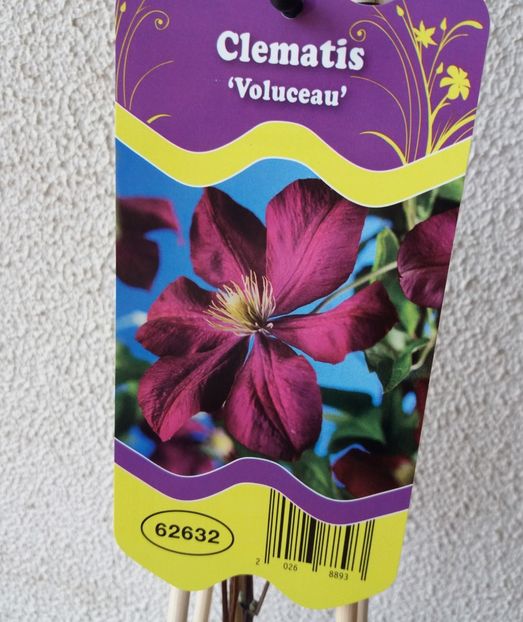 Clematis Voluceau , cump din Lidl - b Comenzi plante copaci 2018 2019