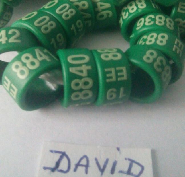 2019-8mm EE.....1,3 lei - Inele porumbei 2019 de vanzare