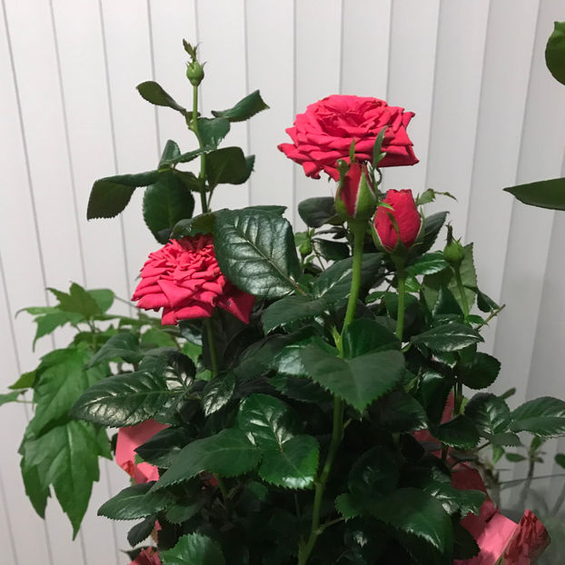  - Plante de interior 2019
